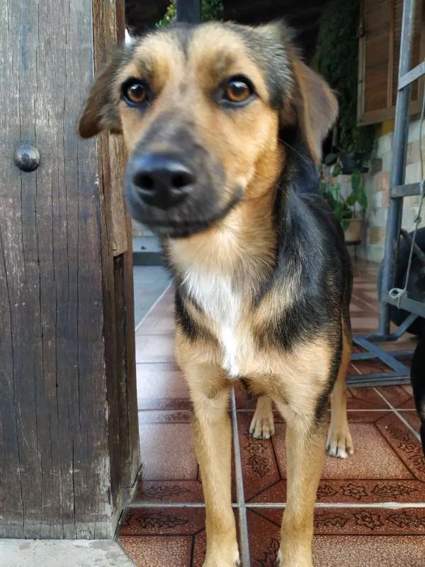 Cachorro raça SRD idade 1 ano nome Luna