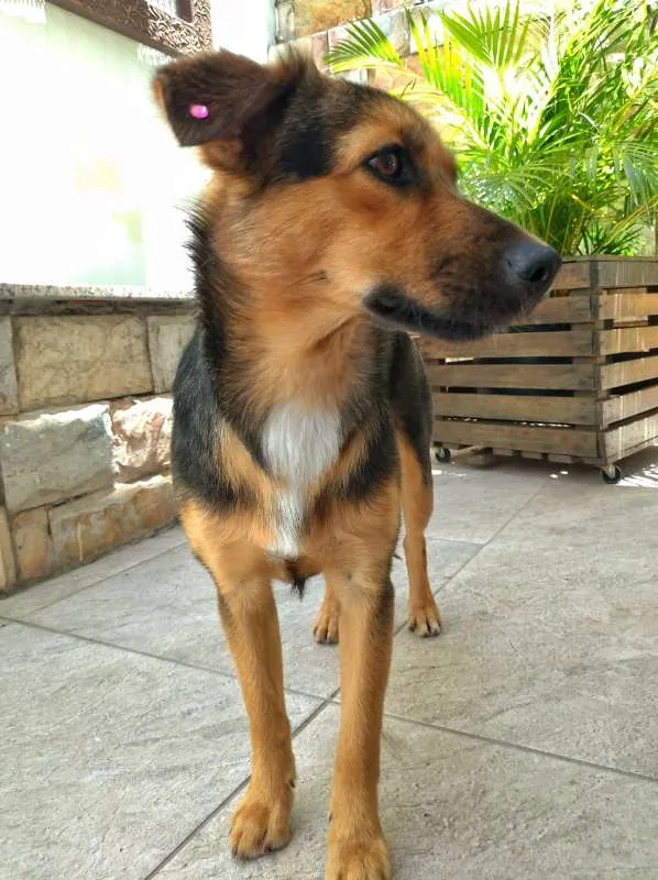 Cachorro raça SRD idade 1 ano nome Luna
