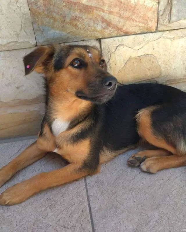 Cachorro raça SRD idade 1 ano nome Luna