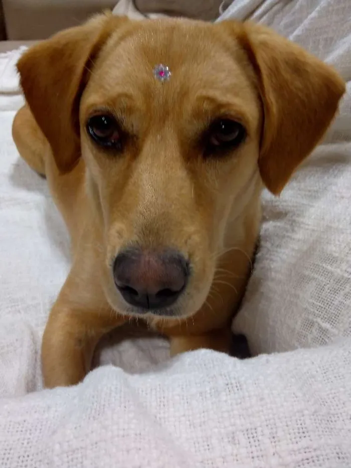 Cachorro ra a Vira lata idade 7 a 11 meses nome Fiona
