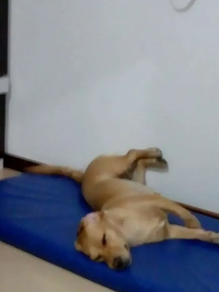 Cachorro ra a Vira lata idade 7 a 11 meses nome Fiona