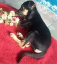 Amora