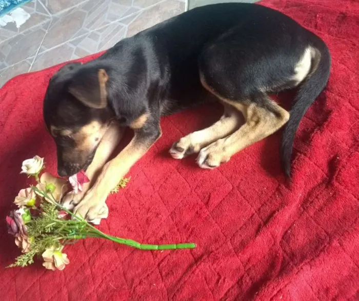 Cachorro ra a SDR idade 2 a 6 meses nome Amora