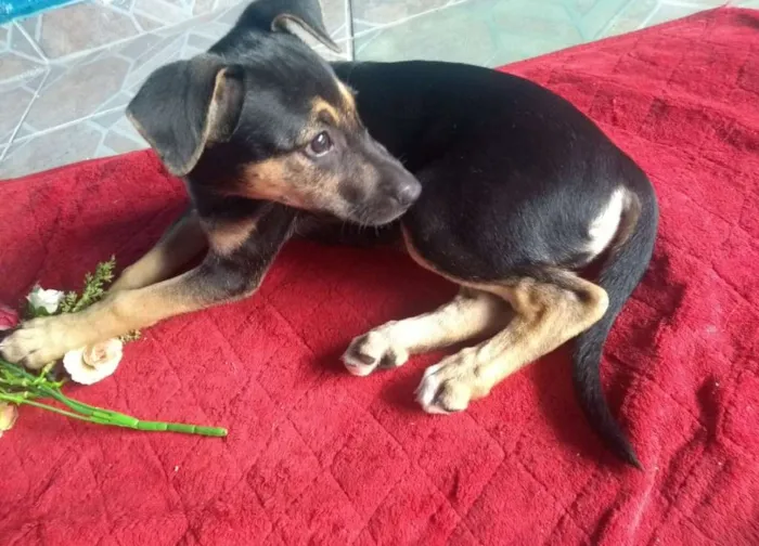 Cachorro ra a SDR idade 2 a 6 meses nome Amora