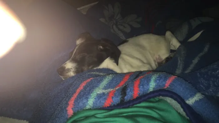 Cachorro ra a vira lata idade 2 a 6 meses nome floquinho
