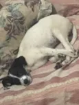 floquinho
