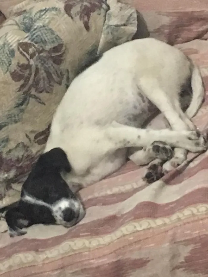 Cachorro ra a vira lata idade 2 a 6 meses nome floquinho