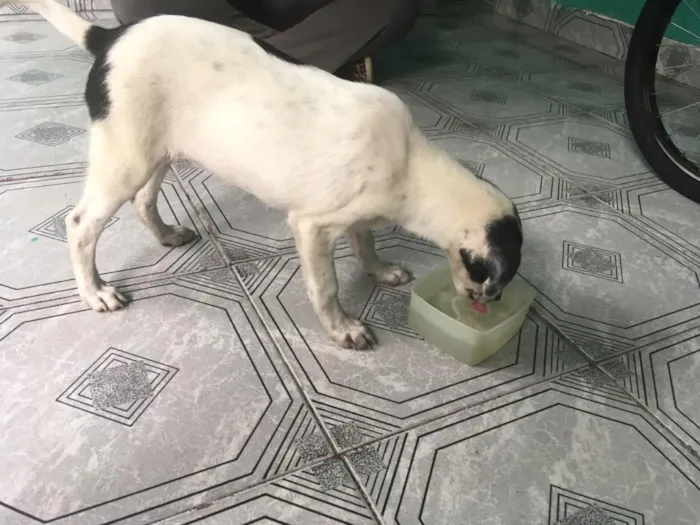 Cachorro ra a vira lata idade 2 a 6 meses nome floquinho