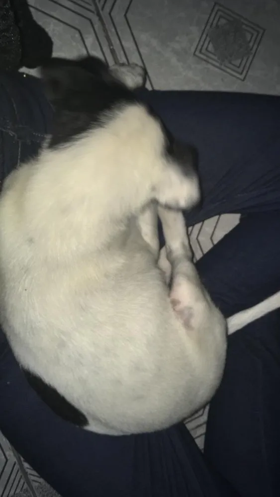 Cachorro ra a vira lata idade 2 a 6 meses nome floquinho