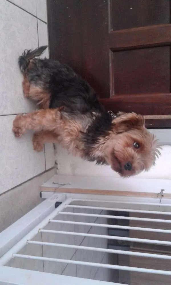 Cachorro raça Yorkshire  idade 3 anos nome Mel- doação cancelad