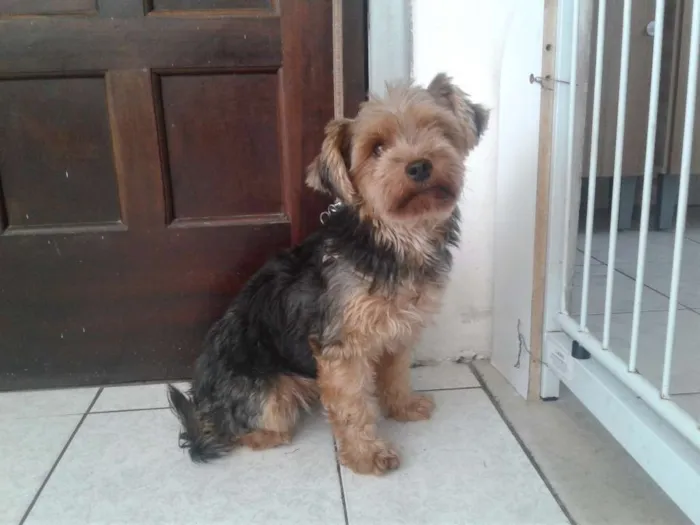 Cachorro raça Yorkshire  idade 3 anos nome Mel- doação cancelad