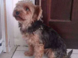Cachorro raça Yorkshire  idade 3 anos nome Mel- doação cancelad