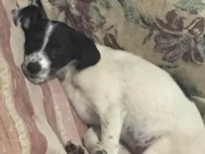 Cachorro raça vira lata idade 2 a 6 meses nome floquinho