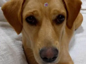 Cachorro raça Vira lata idade 7 a 11 meses nome Fiona