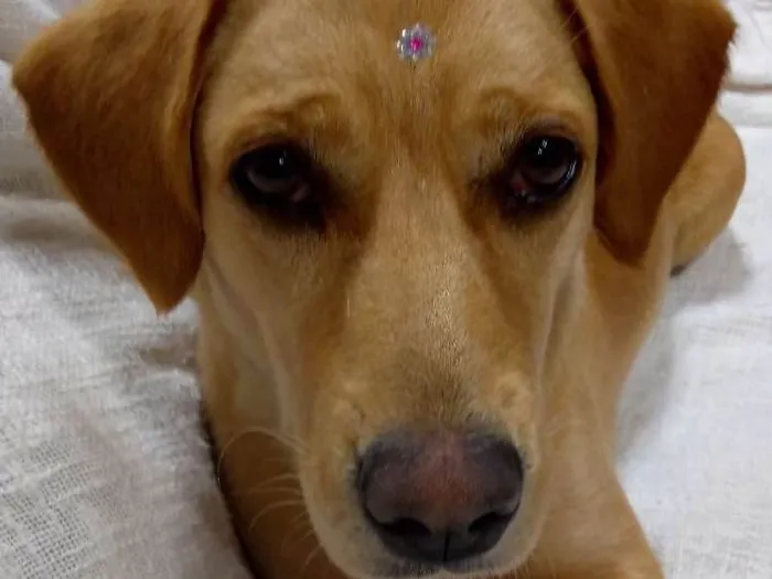 Cachorro ra a Vira lata idade 7 a 11 meses nome Fiona