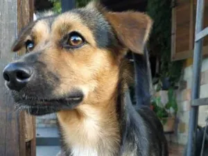 Cachorro raça SRD idade 1 ano nome Luna