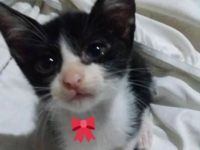 Gato ra a Sem raça idade 2 a 6 meses nome Baguera