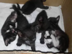 Gato raça Não identificado idade Abaixo de 2 meses nome Sem nome