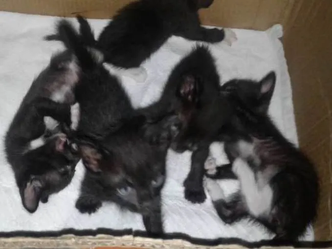 Gato ra a Não identificado idade Abaixo de 2 meses nome Sem nome