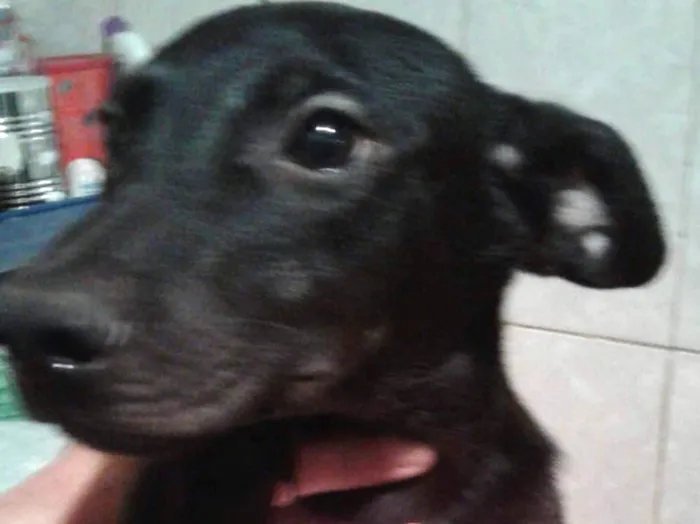 Cachorro ra a SRD idade 2 a 6 meses nome Mariazinhas