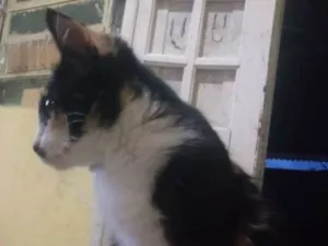 Gato raça Comun idade 2 a 6 meses nome Fifi , fauna , flora