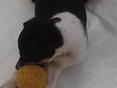 Cachorro ra a SRD idade 2 a 6 meses nome sem nome