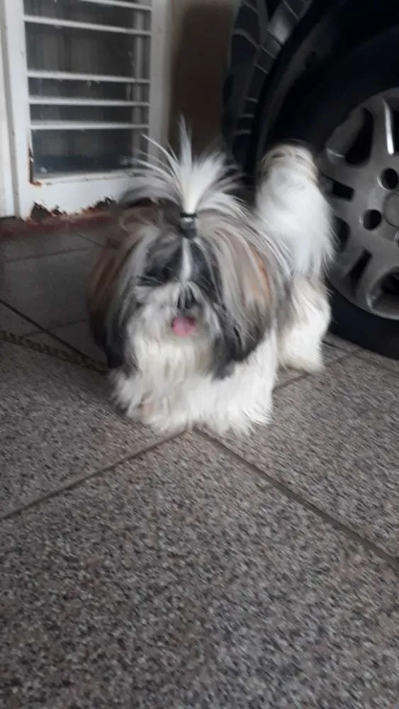 Cachorro ra a Shih tzu idade 1 ano nome Lula