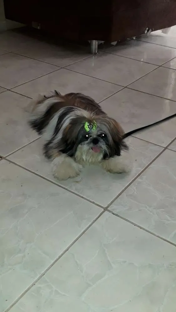 Cachorro ra a Shih tzu idade 1 ano nome Lula