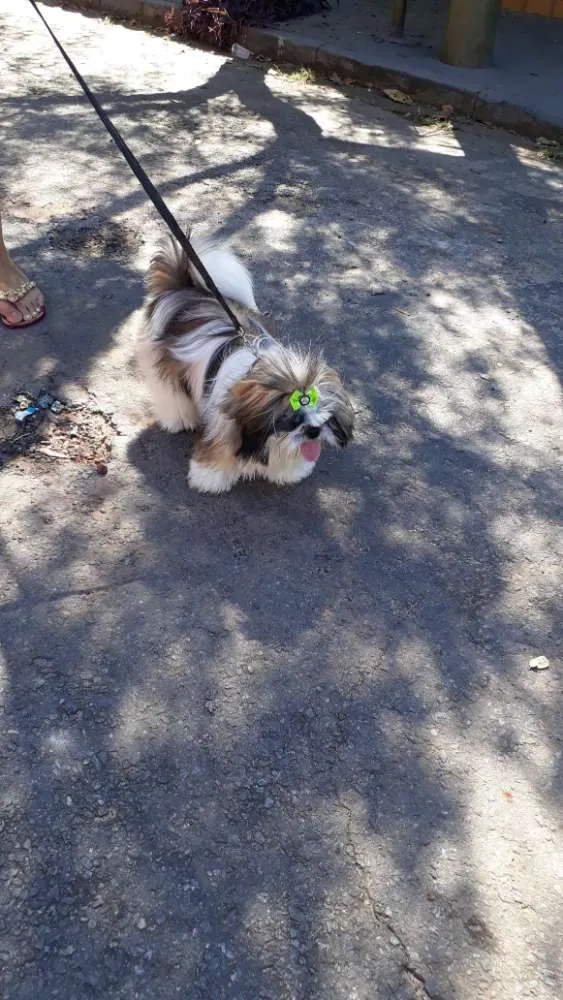 Cachorro ra a Shih tzu idade 1 ano nome Lula