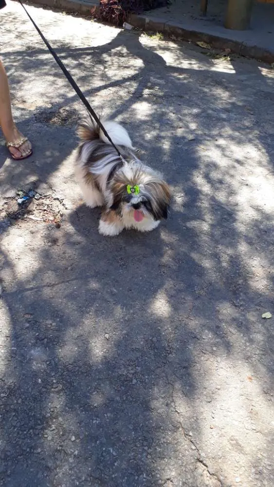 Cachorro ra a Shih tzu idade 1 ano nome Lula