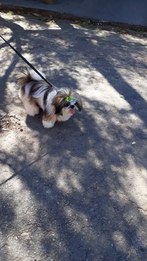 Cachorro ra a Shih tzu idade 1 ano nome Lula