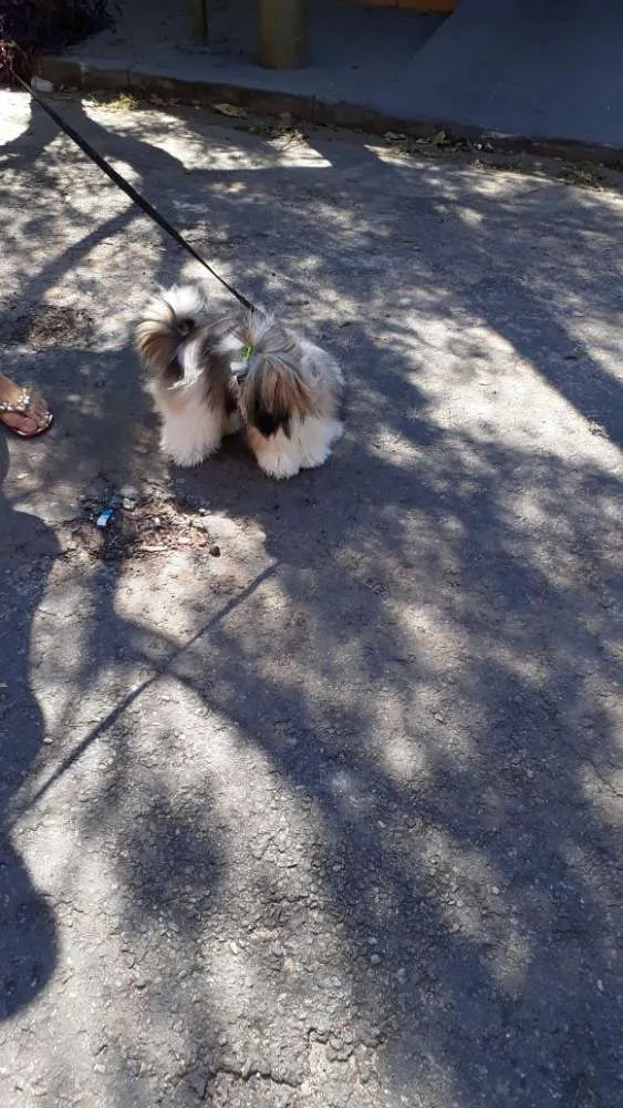 Cachorro ra a Shih tzu idade 1 ano nome Lula