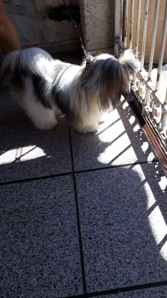 Cachorro ra a Shih tzu idade 1 ano nome Lula