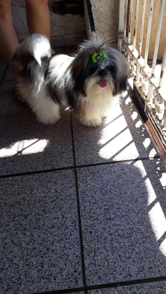Cachorro ra a Shih tzu idade 1 ano nome Lula