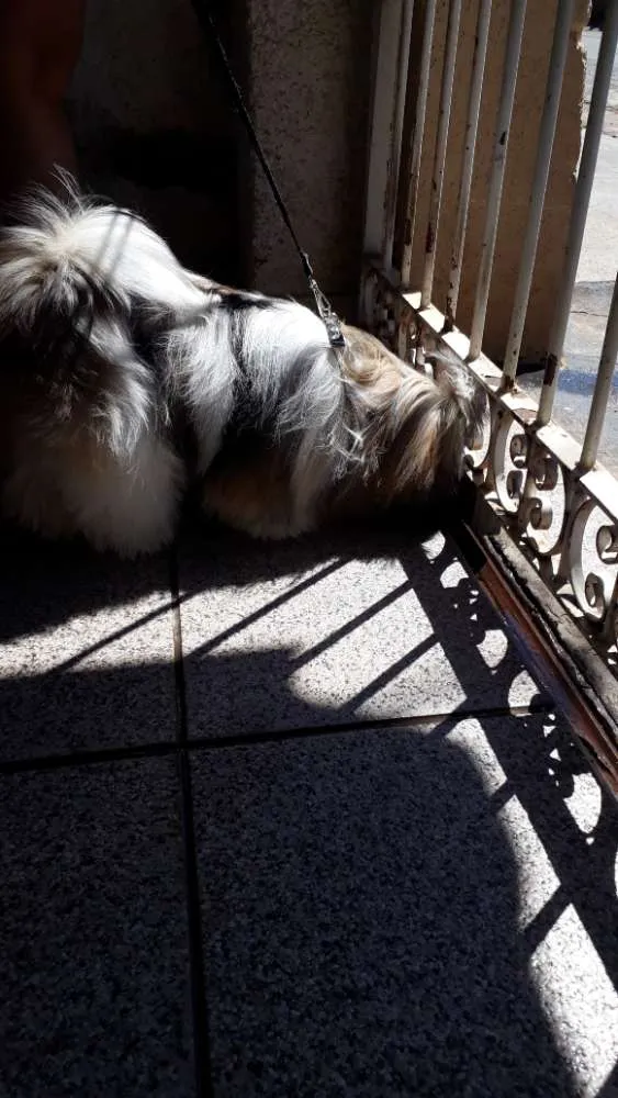 Cachorro ra a Shih tzu idade 1 ano nome Lula