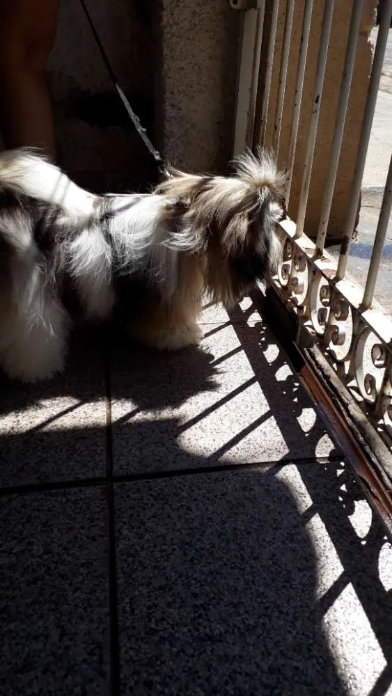 Cachorro ra a Shih tzu idade 1 ano nome Lula