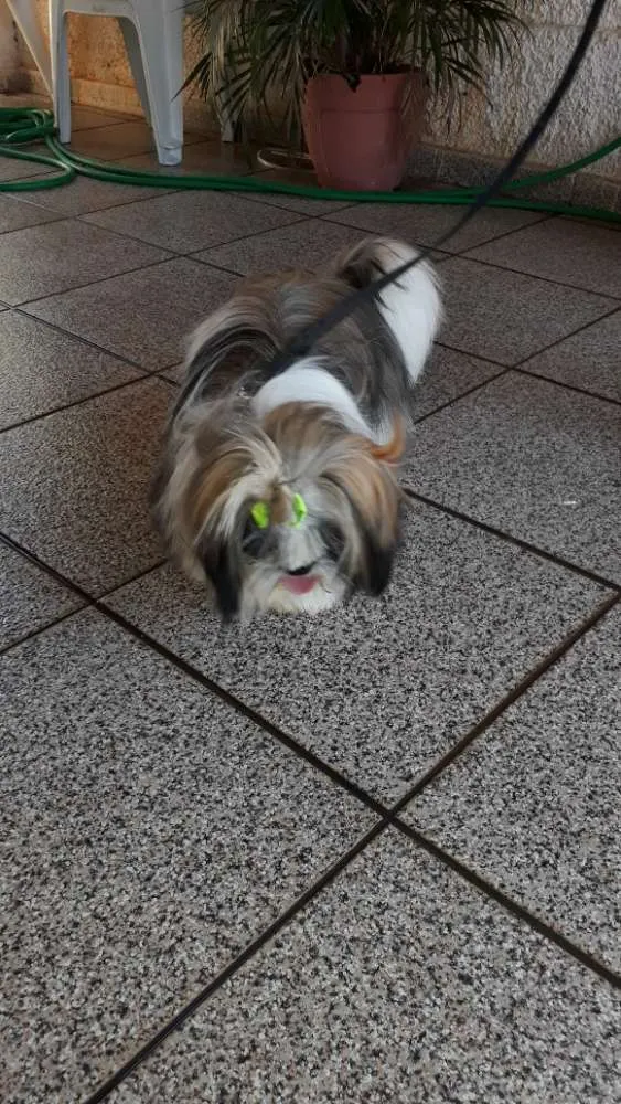 Cachorro ra a Shih tzu idade 1 ano nome Lula