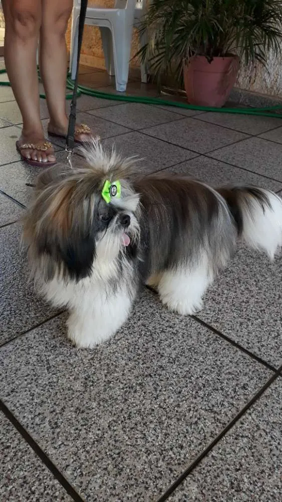 Cachorro ra a Shih tzu idade 1 ano nome Lula