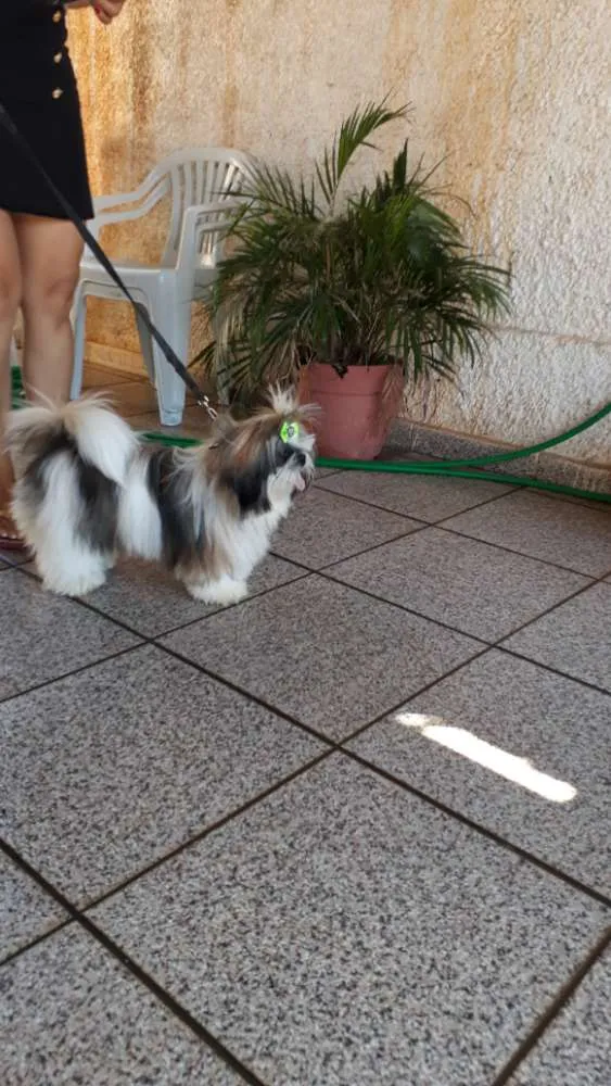 Cachorro ra a Shih tzu idade 1 ano nome Lula