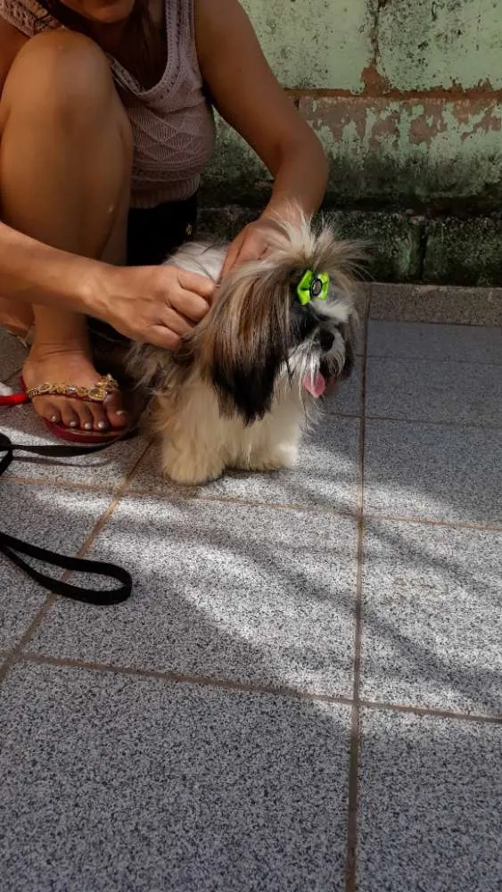 Cachorro ra a Shih tzu idade 1 ano nome Lula