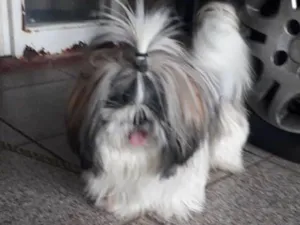 Cachorro raça Shih tzu idade 1 ano nome Lula