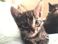 Patota Cats