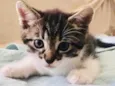 Patota Cats
