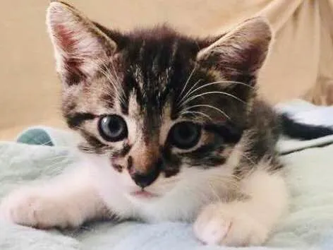 Gato ra a Srd idade Abaixo de 2 meses nome Patota Cats