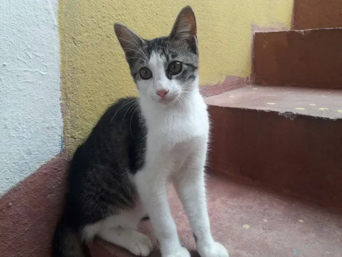 Gato ra a Sem raça definida idade 7 a 11 meses nome Filhotes