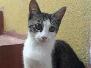 Gato raça Sem raça definida idade 7 a 11 meses nome Filhotes