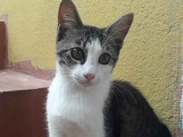 Gato ra a Sem raça definida idade 7 a 11 meses nome Filhotes