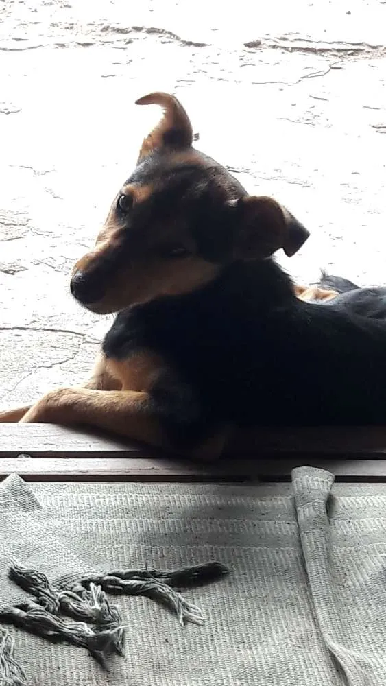 Cachorro ra a SRD idade 2 a 6 meses nome Lilly