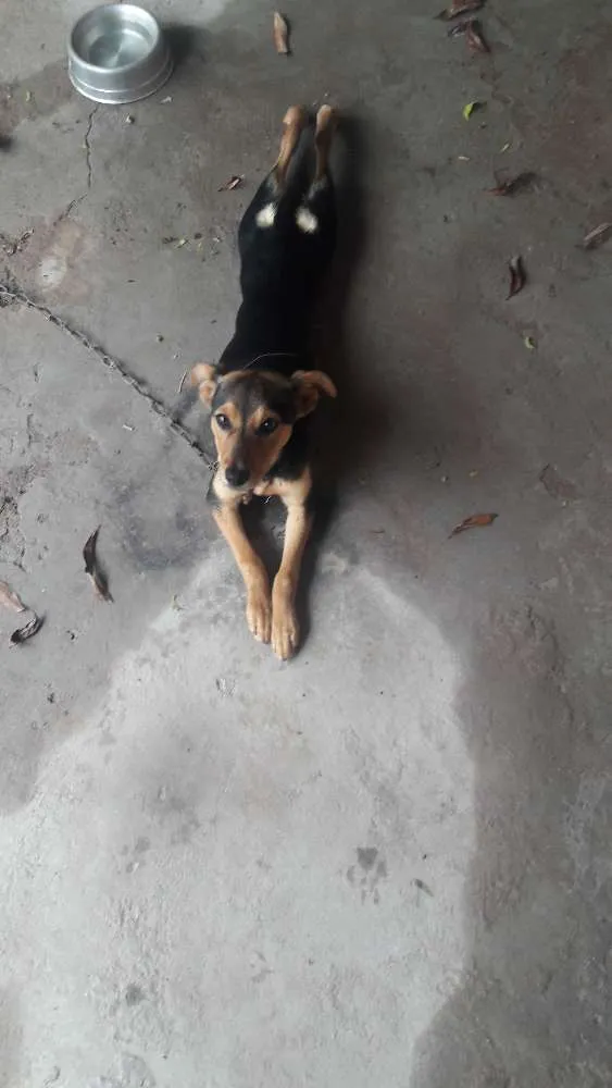 Cachorro ra a SRD idade 2 a 6 meses nome Lilly