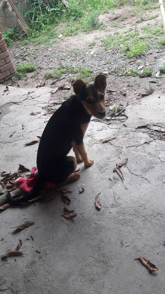 Cachorro ra a SRD idade 2 a 6 meses nome Lilly